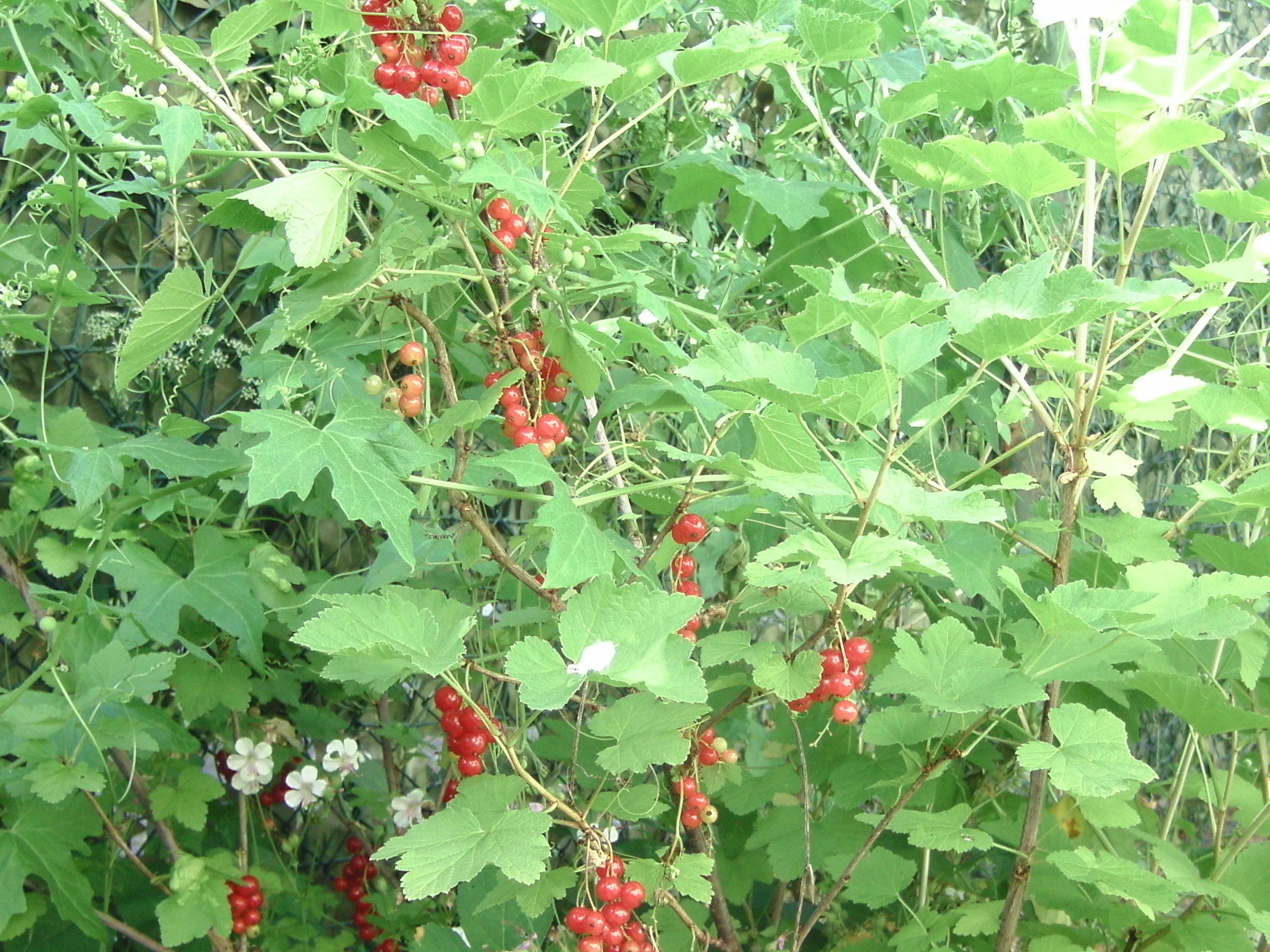 Johannisbeeren im Garten